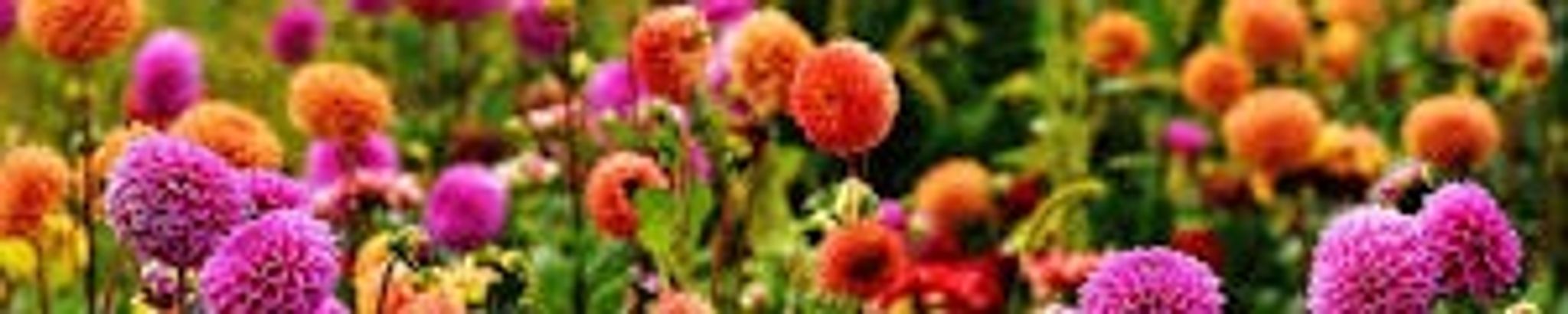 Cover photo for Berlin Dotter's Obituary