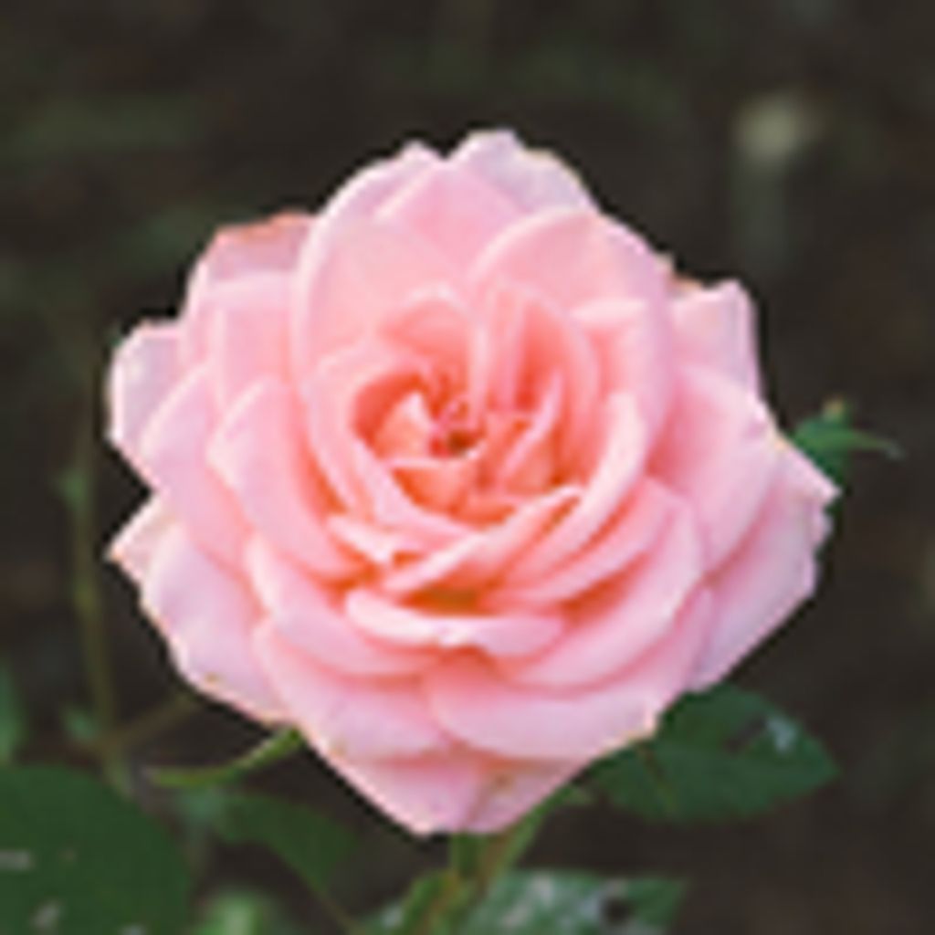 Geraldine Winifred "Jerri" Marks