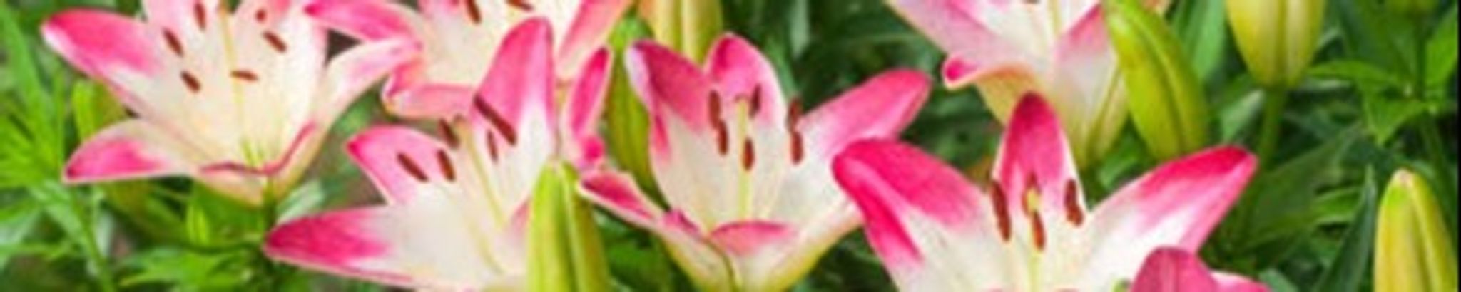 Cover photo for Breanna Michelle Watson's Obituary