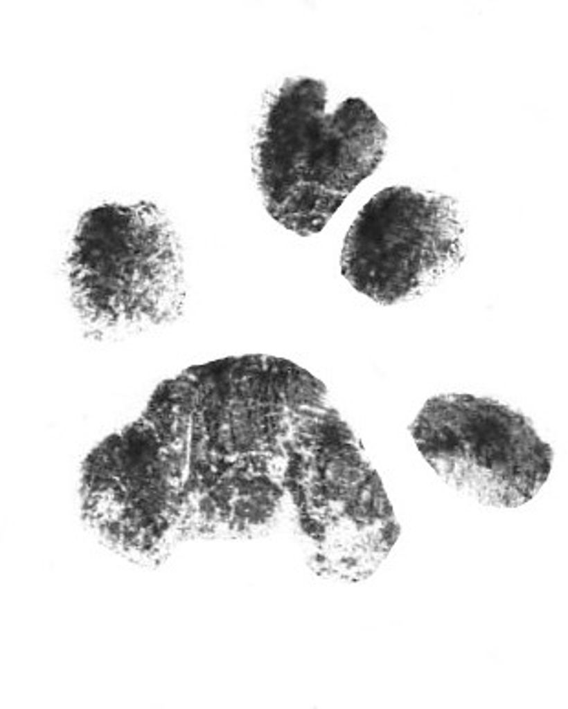 Stormi Baez Profile Photo