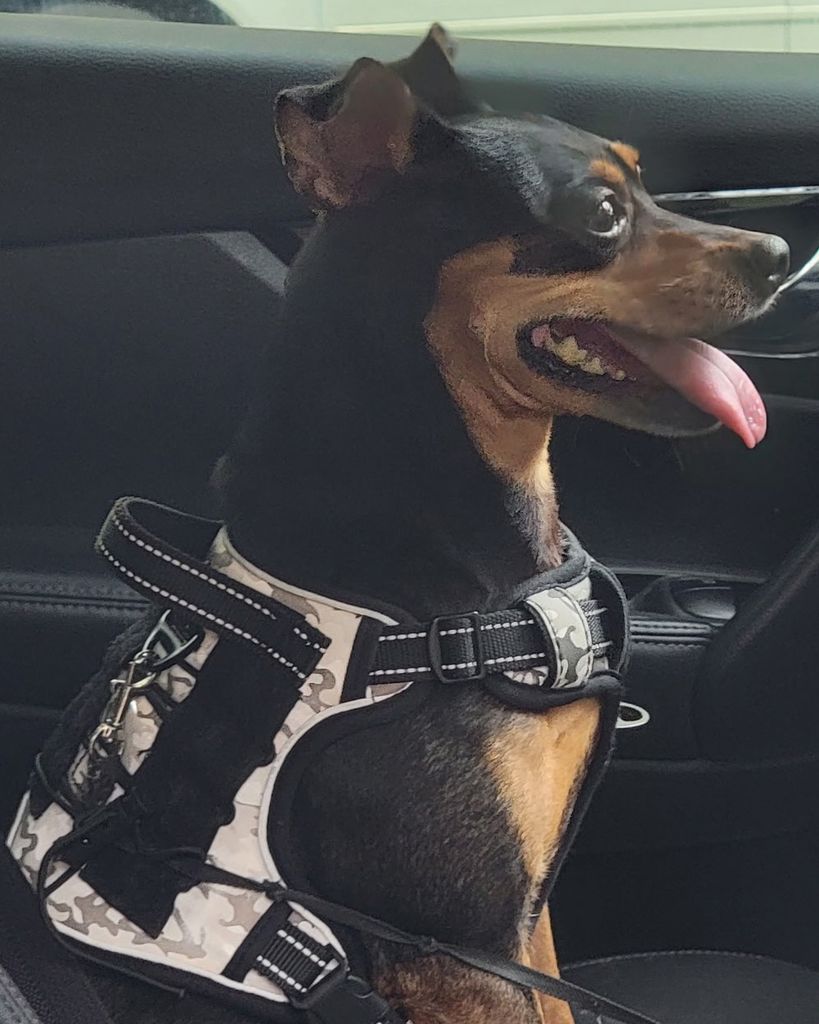 Duchess Dailey Profile Photo