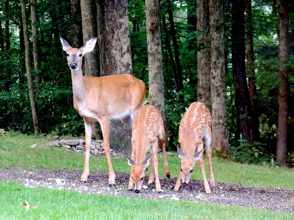 Michael Gerald Casteel