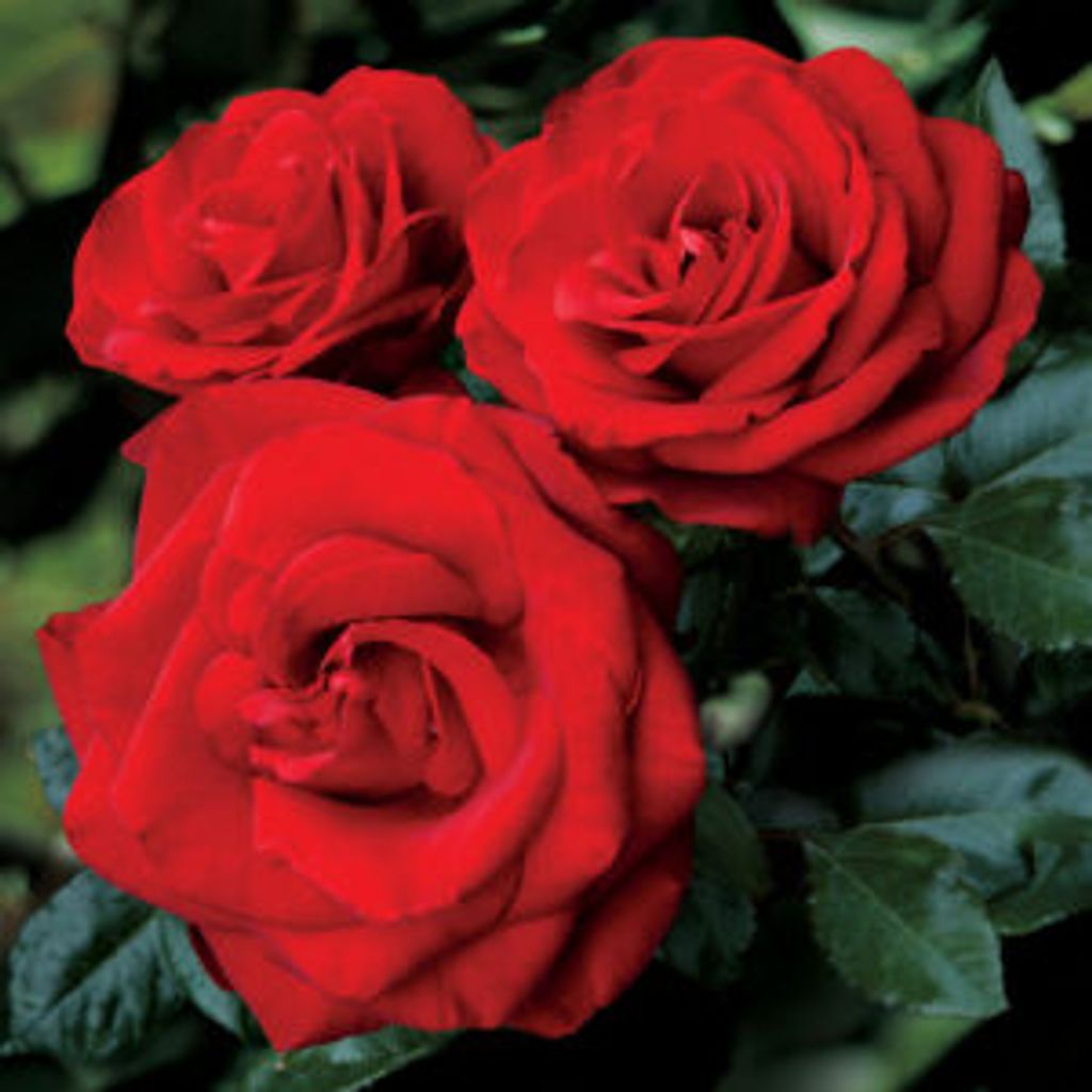 Sharon E. Rayfield