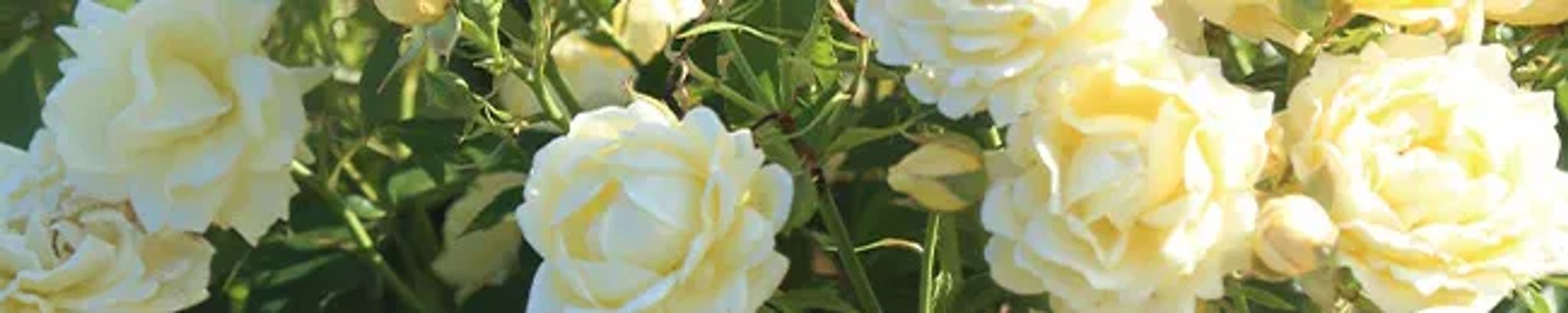 Cover for Helen Reilly Curtin's Obituary