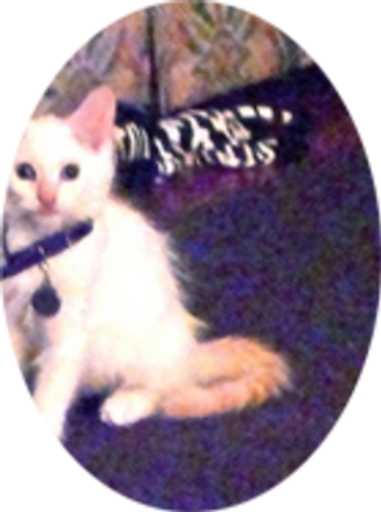 Ronald A. Whitesell Profile Photo