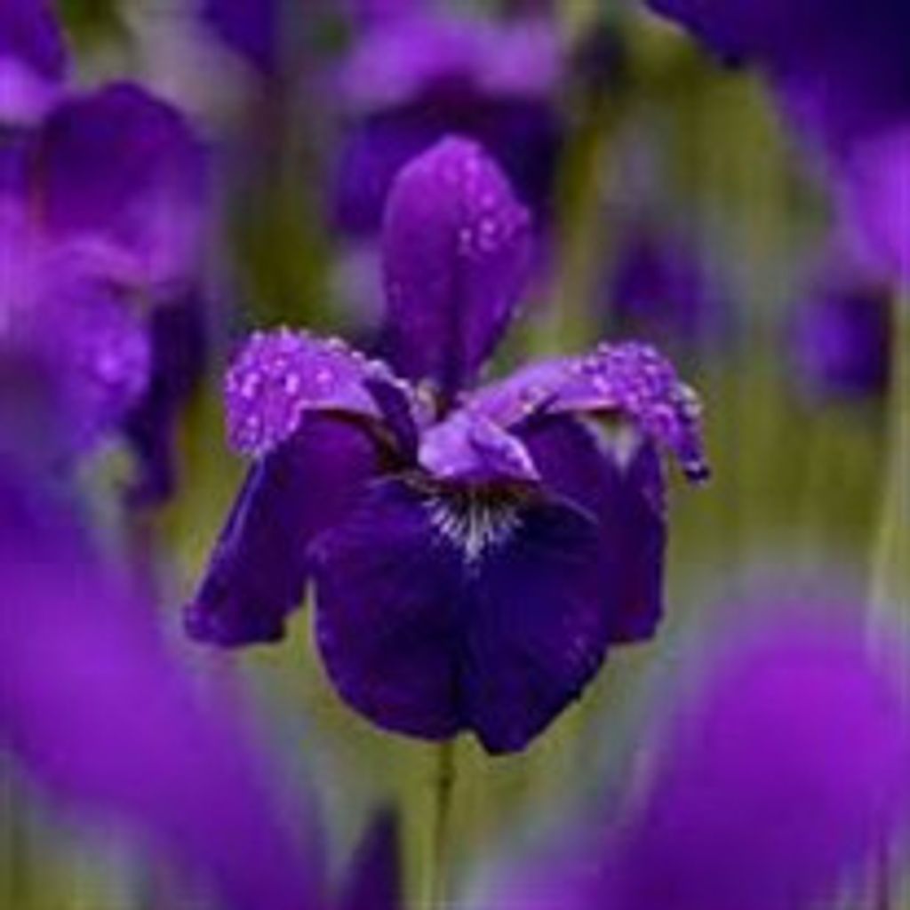 Iris Nordquist Jordan