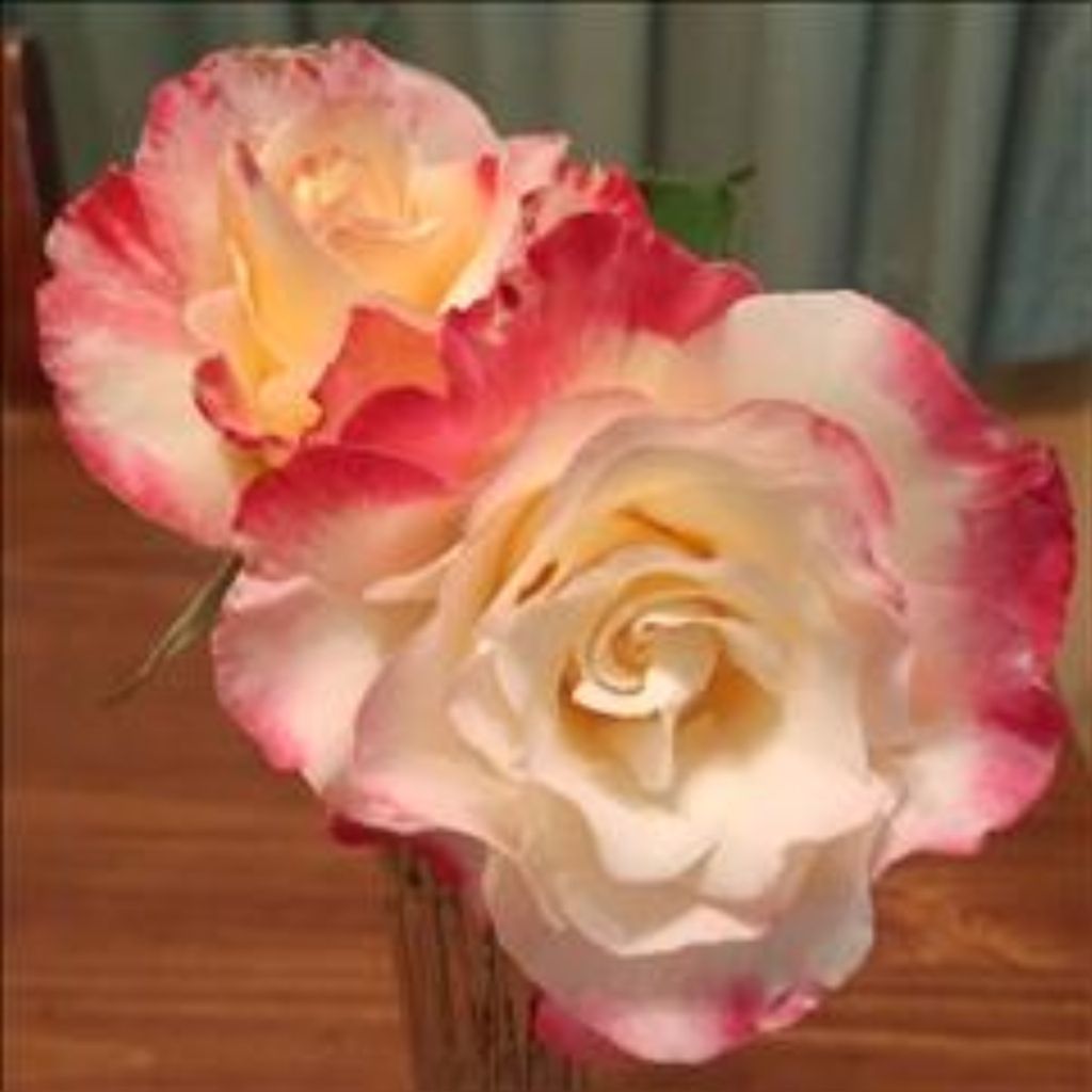 Emma Jean Holcomb Mccalla Profile Photo