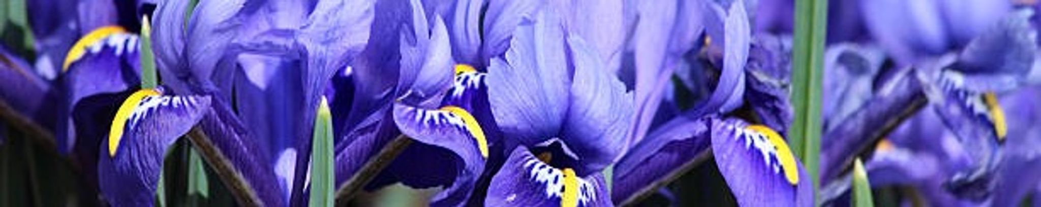 Cover for Rosemary I. Grosskreutz's Obituary