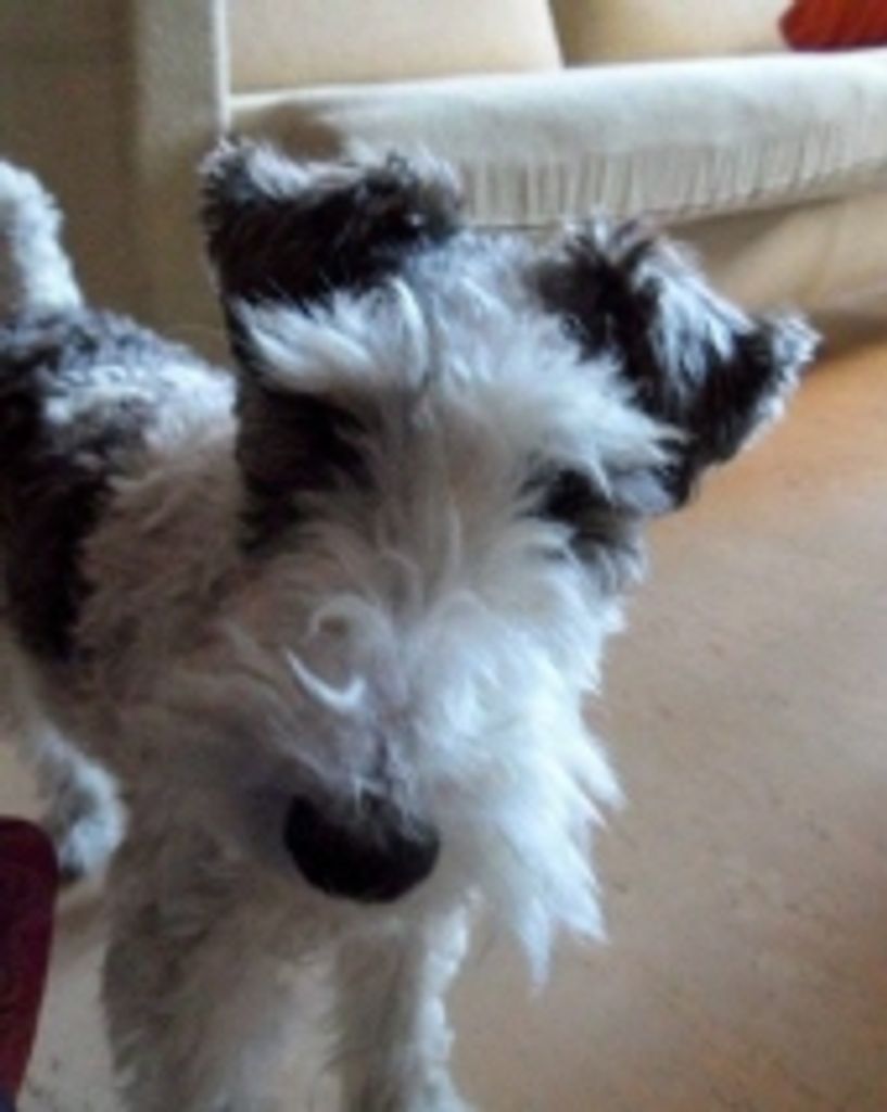 Danny Boy Wiedeman Profile Photo