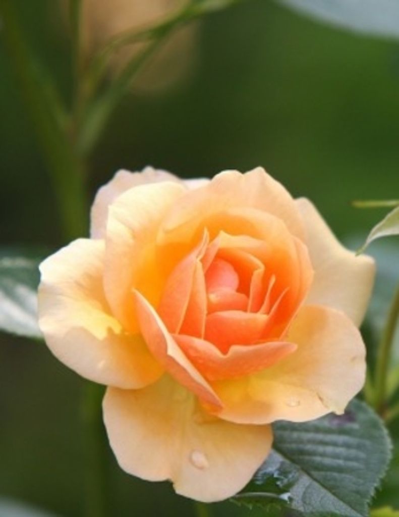 Susan Depace Profile Photo