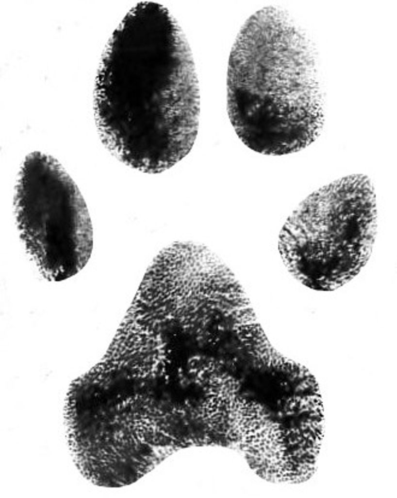 Annie Lynch Profile Photo