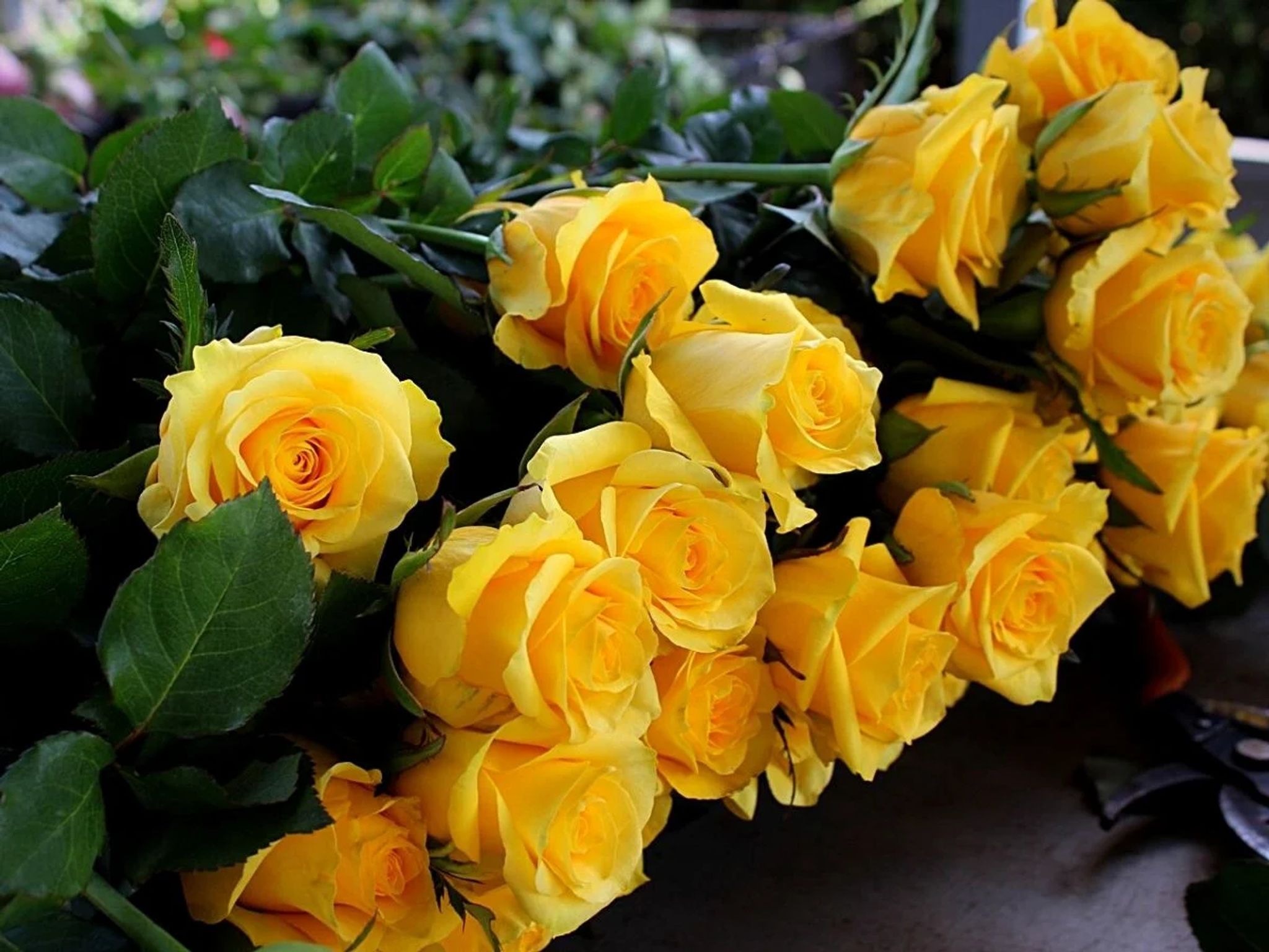 Cover for Manuela Rivas's Obituary