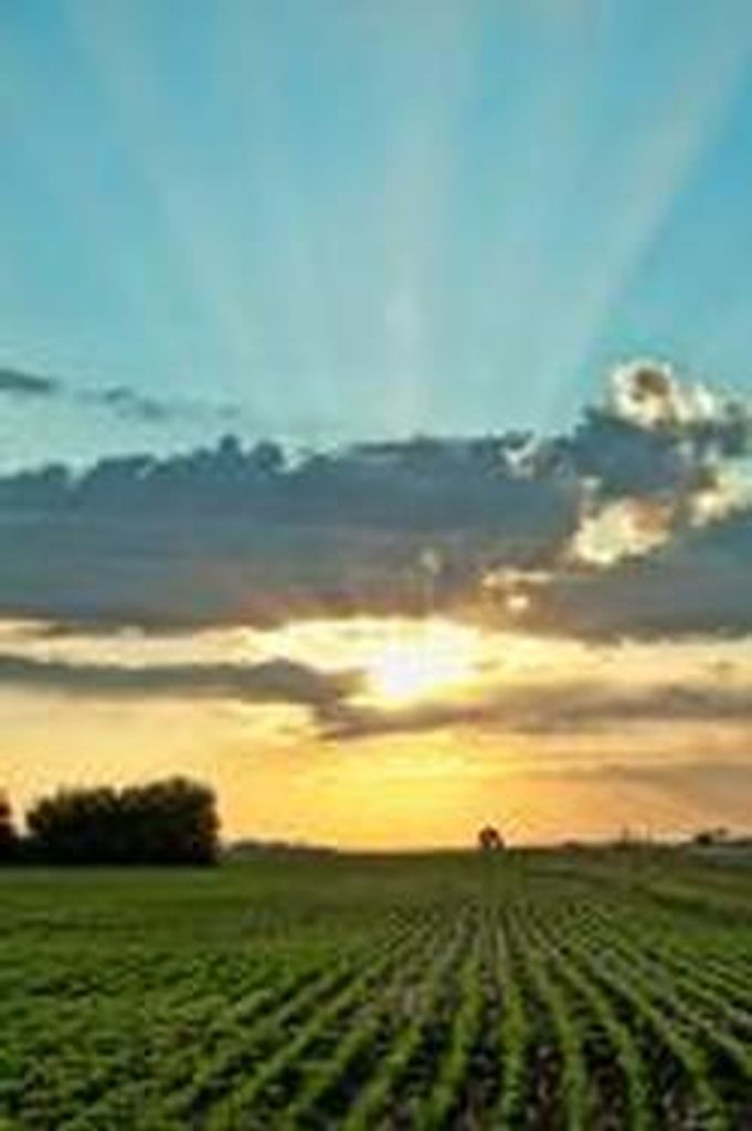 Rose A. Wheaton Profile Photo