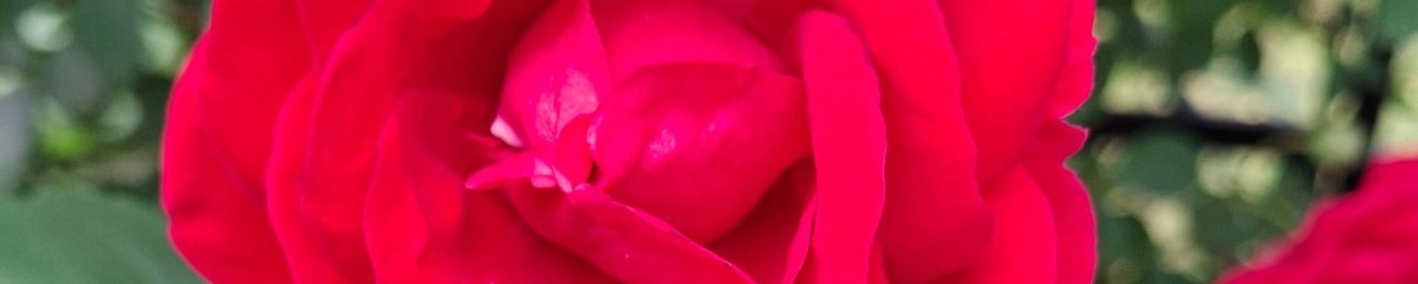 Cover photo for Della Maxine Davis's Obituary