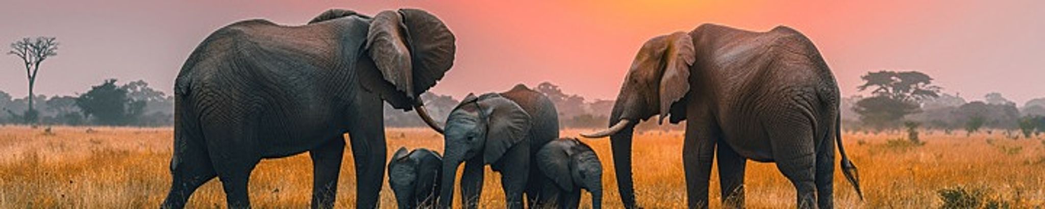 Cover for Cynthia Dianne Lee's Obituary