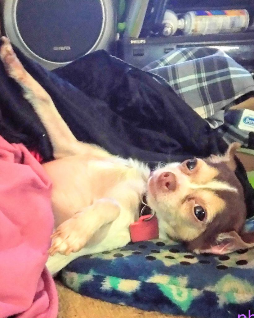 Drakko "Little Man" Holman