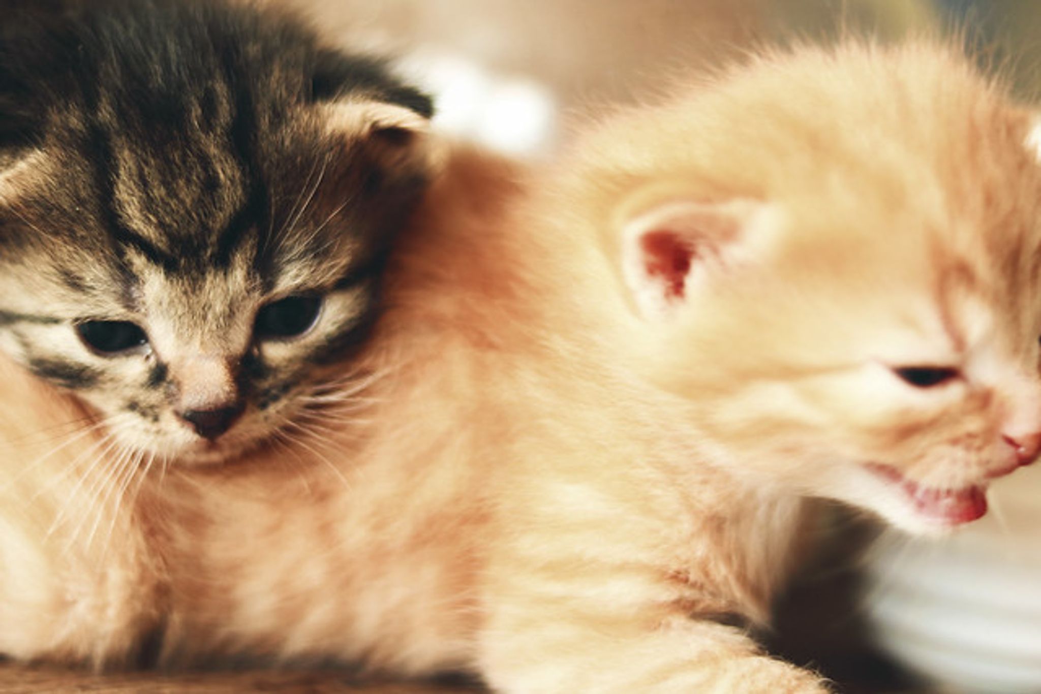 Cover for Cheryl L. Opal's Obituary