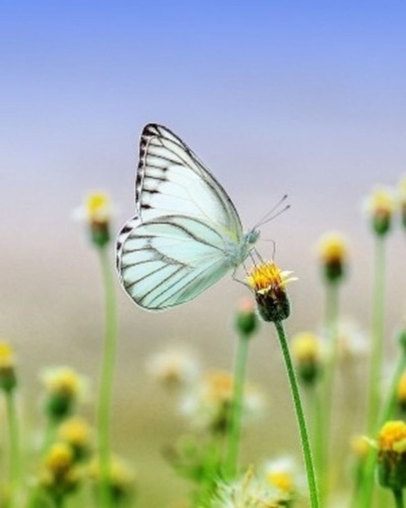 Maetilda "Tilly" Terry Profile Photo