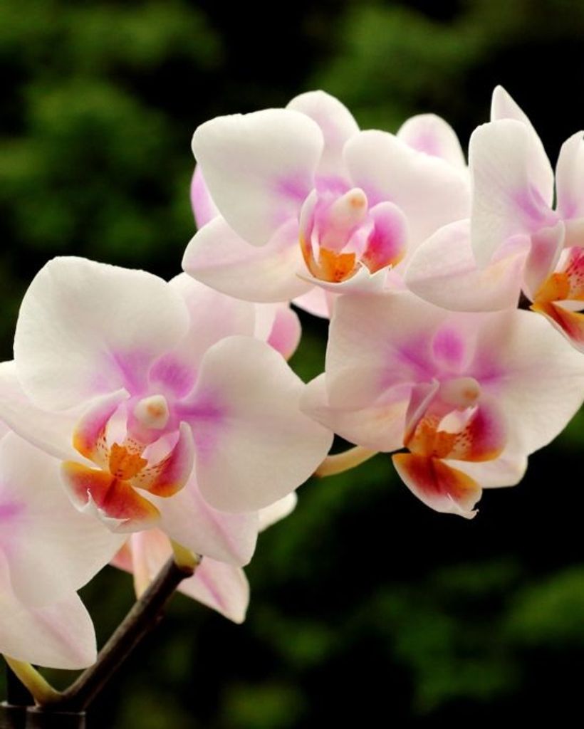 Dr. Colette Hillebrand Duggan