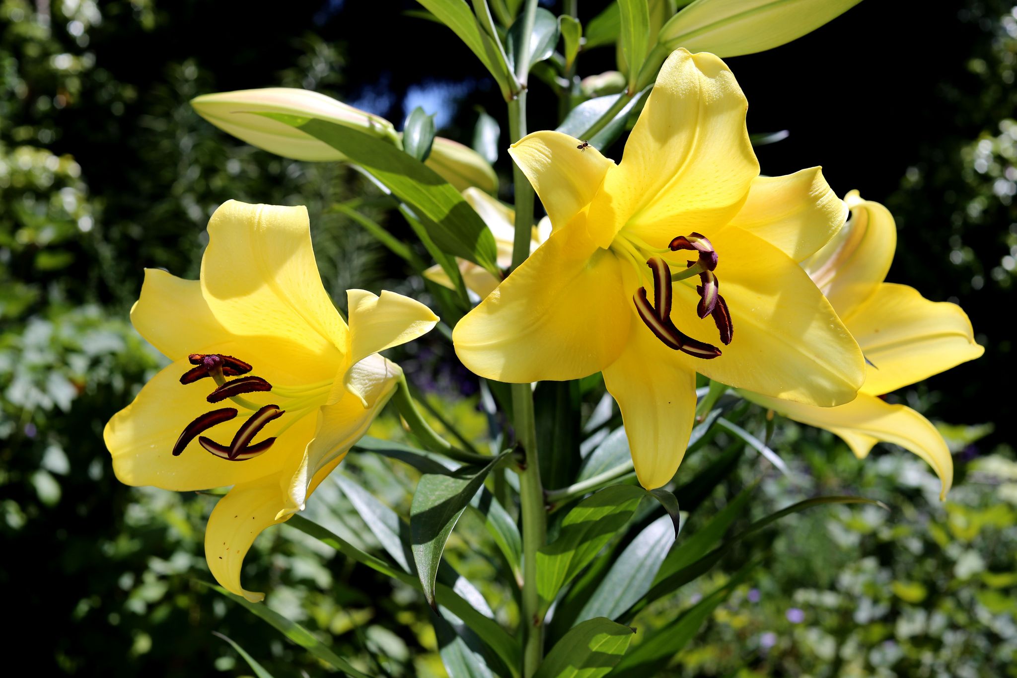 Cover photo for Jane Doe's Obituary