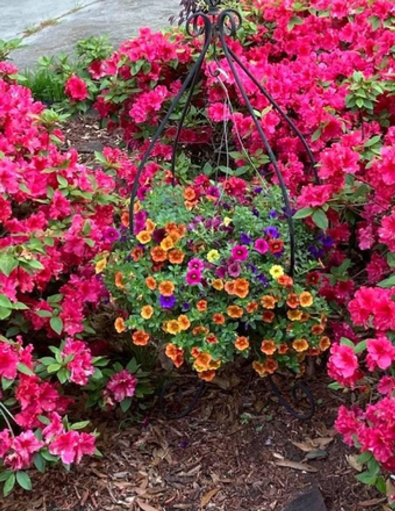 Clara Juanita (Minton) Mims Profile Photo