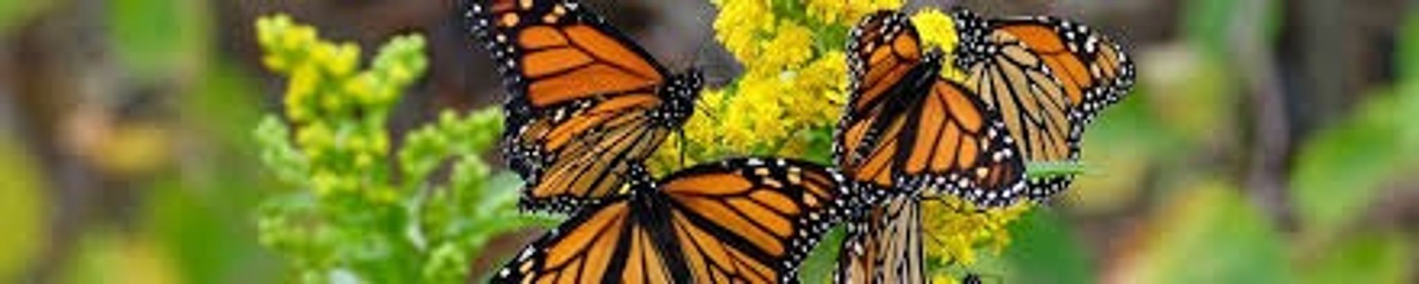 Cover for Rebecca Armstrong's Obituary