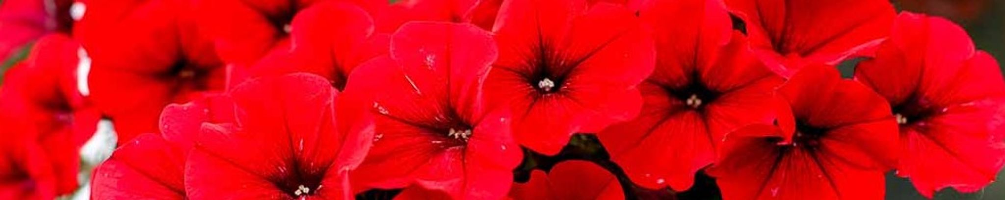 Cover photo for Carol Serafina Thedell's Obituary