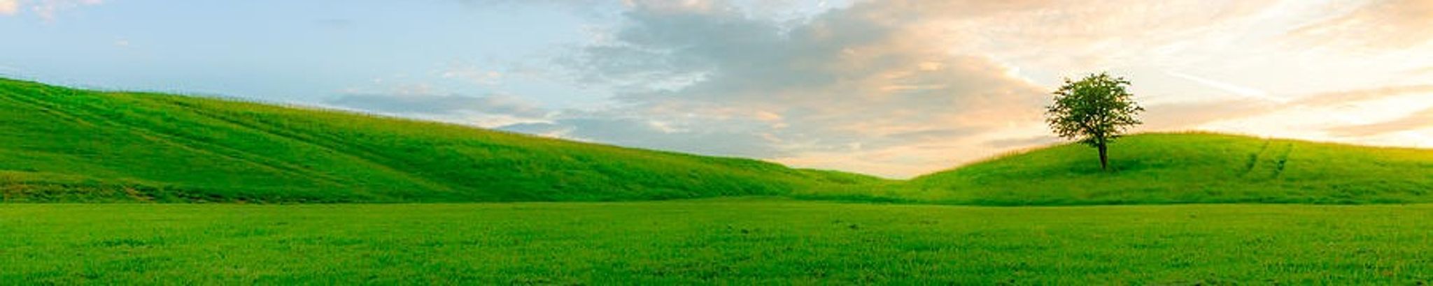 Cover for Alice Toohey's Obituary