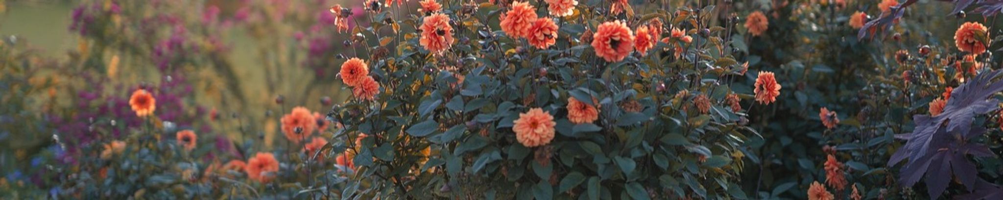 Cover for Mary Kay Kimmet's Obituary