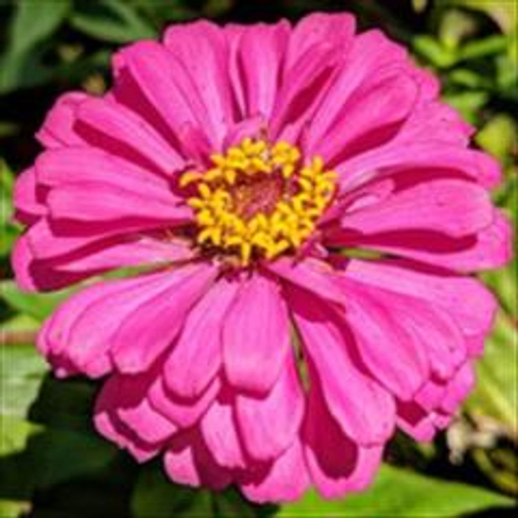 Rae Annis Profile Photo