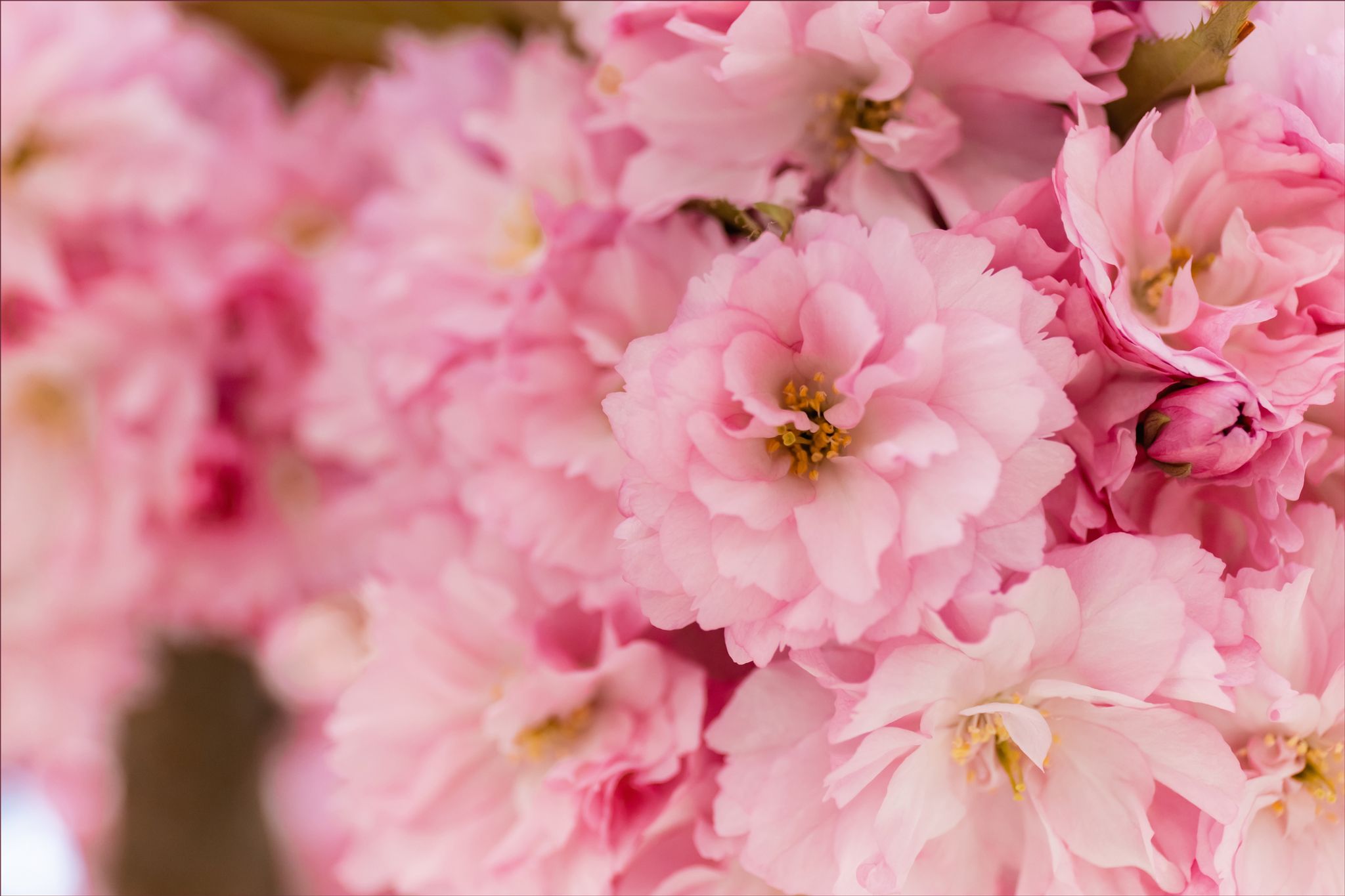 Cover photo for Rachel M. Borrego's Obituary