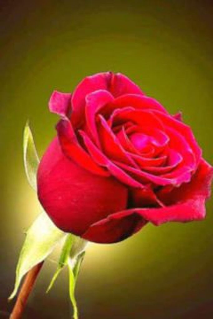 Infant Harlem Lamonte Perry Profile Photo