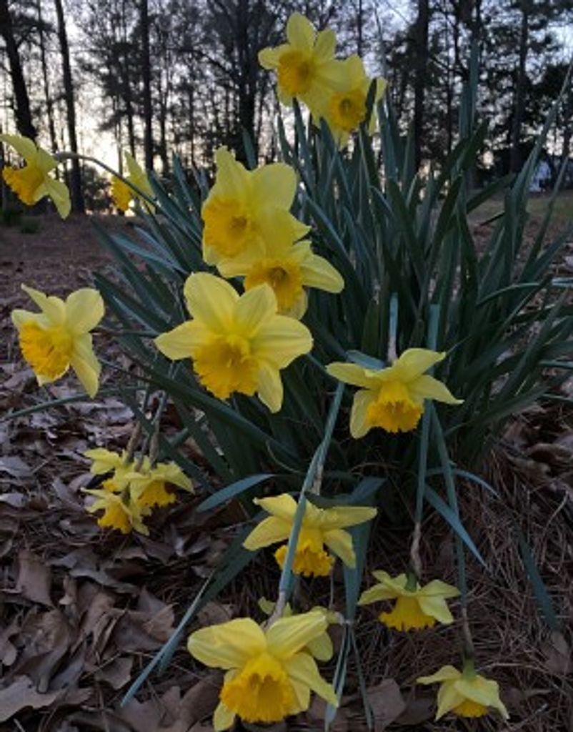 Lessie Mae Young Profile Photo