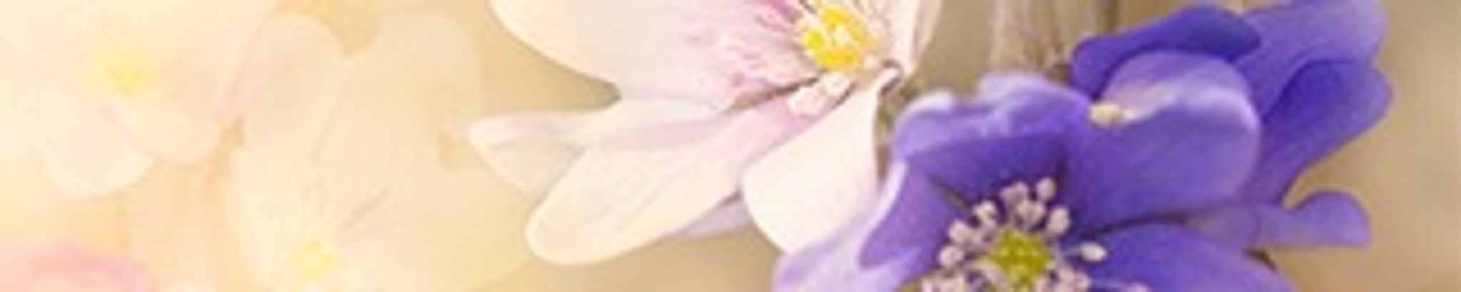 Cover for Minnie Collins Brown's Obituary