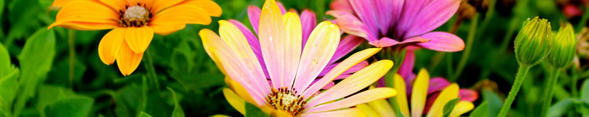 Cover for Danene Mae (Waring) Tupper's Obituary