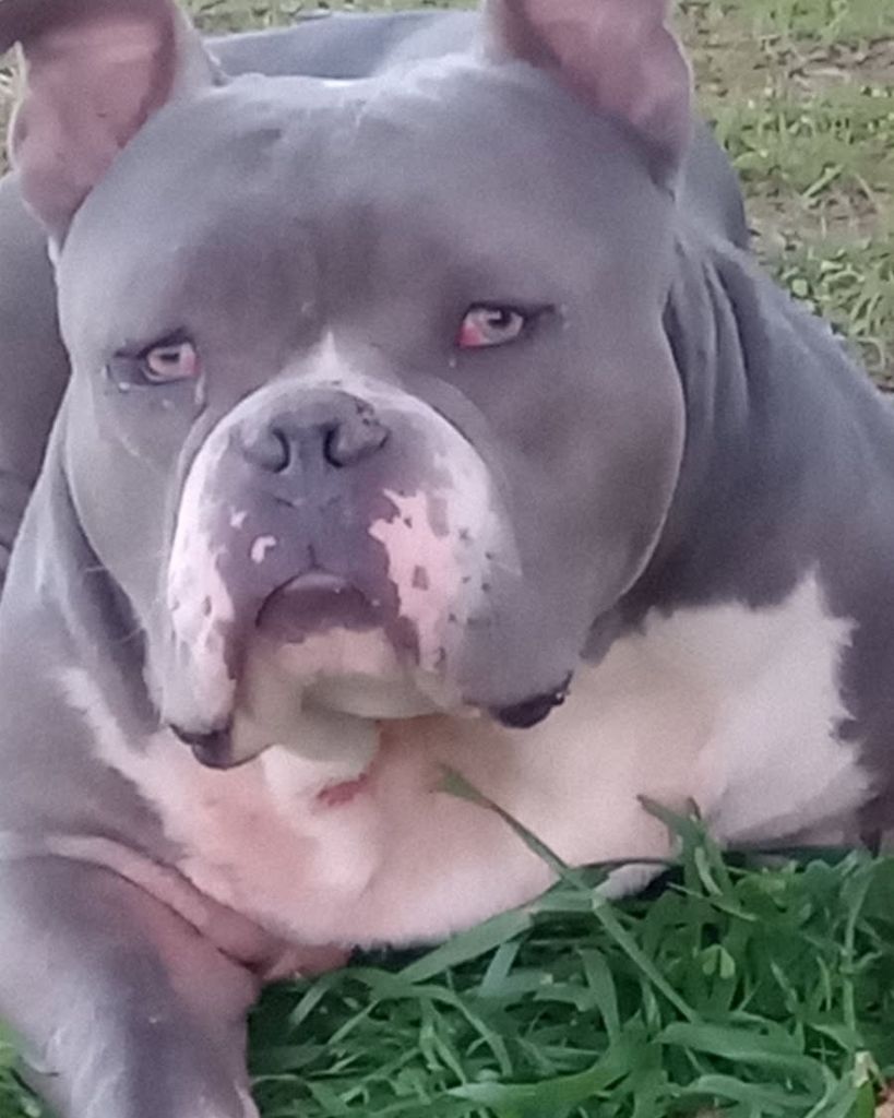 Diesel Zane Adams Profile Photo