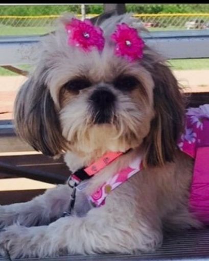 Bella ?'s obituary image