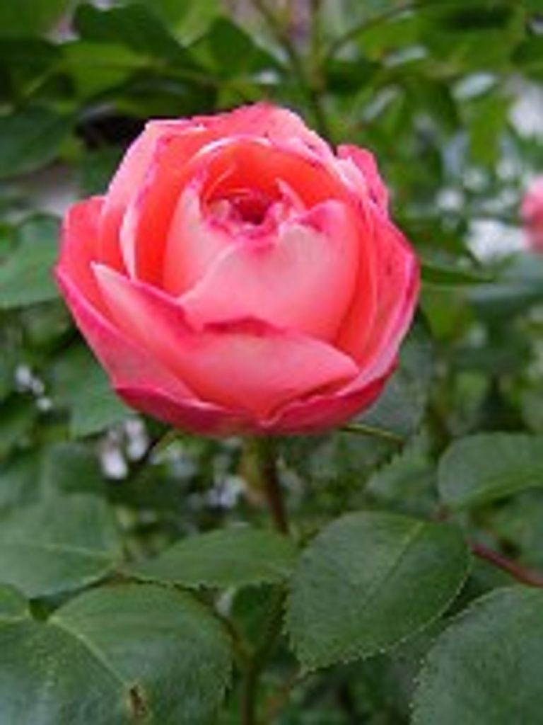 Lula Bell Smith Profile Photo