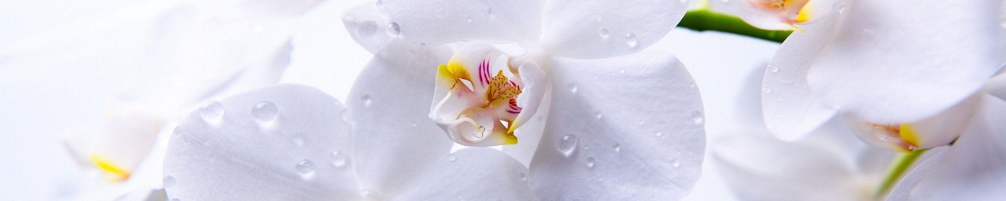 Cover photo for Giang Lam Tran's Obituary