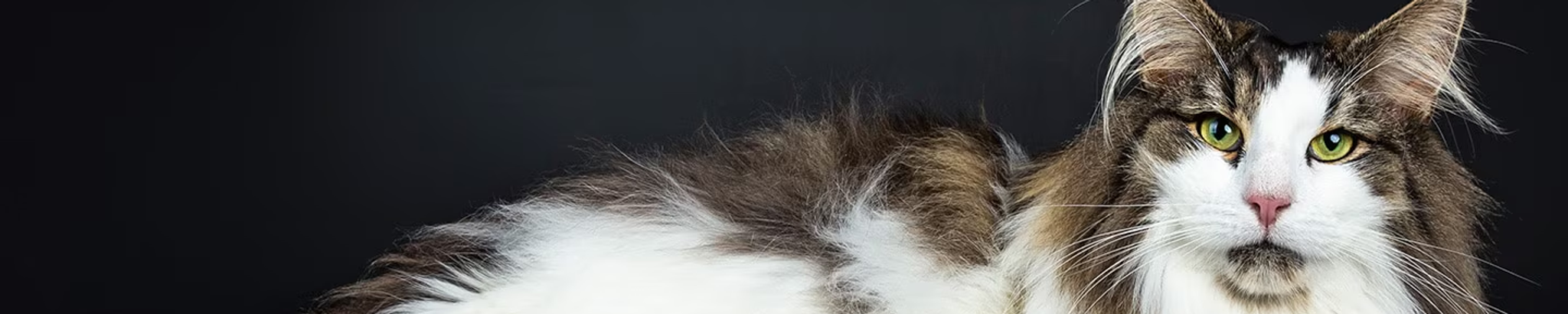 Cover for Aileen Cooper's Obituary