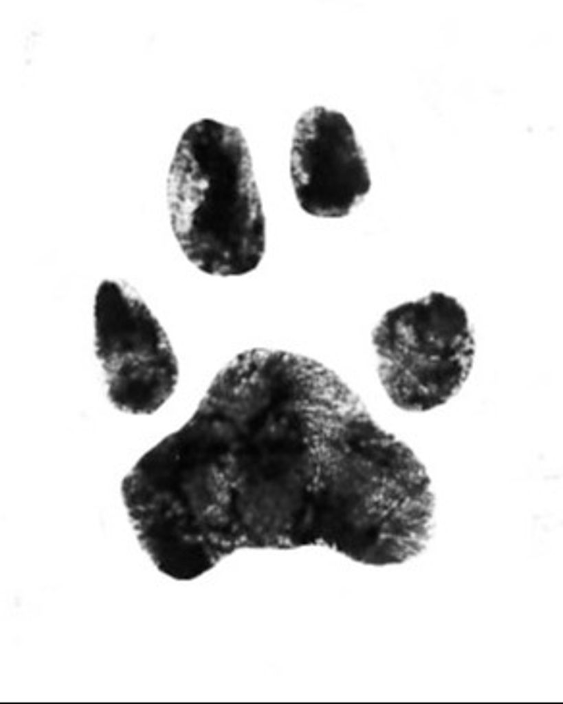 Callie Buff Profile Photo