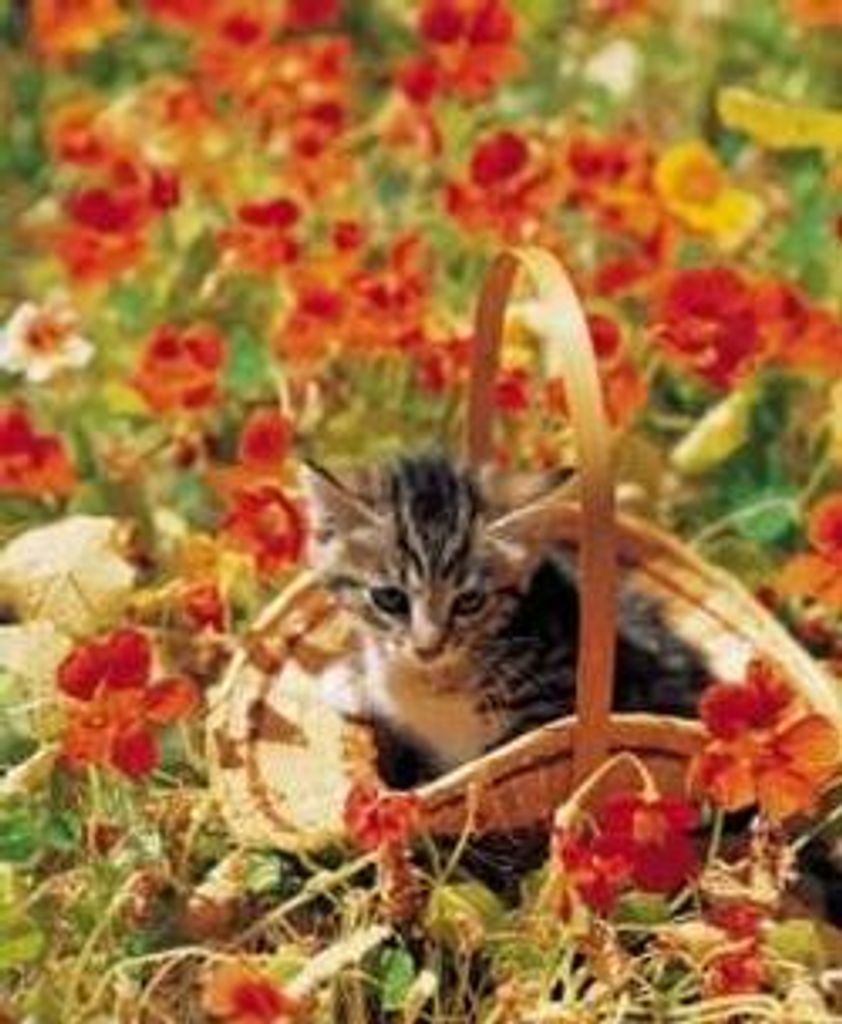 Anna Elsie Scott Profile Photo