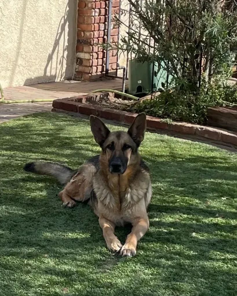 Duke Torres Profile Photo