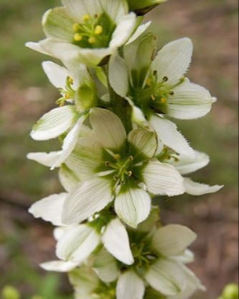 Janice "Janet" Weitzel