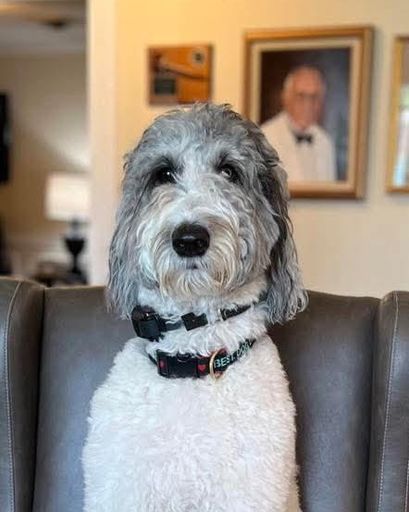 Mac Williamson Stephens's obituary image