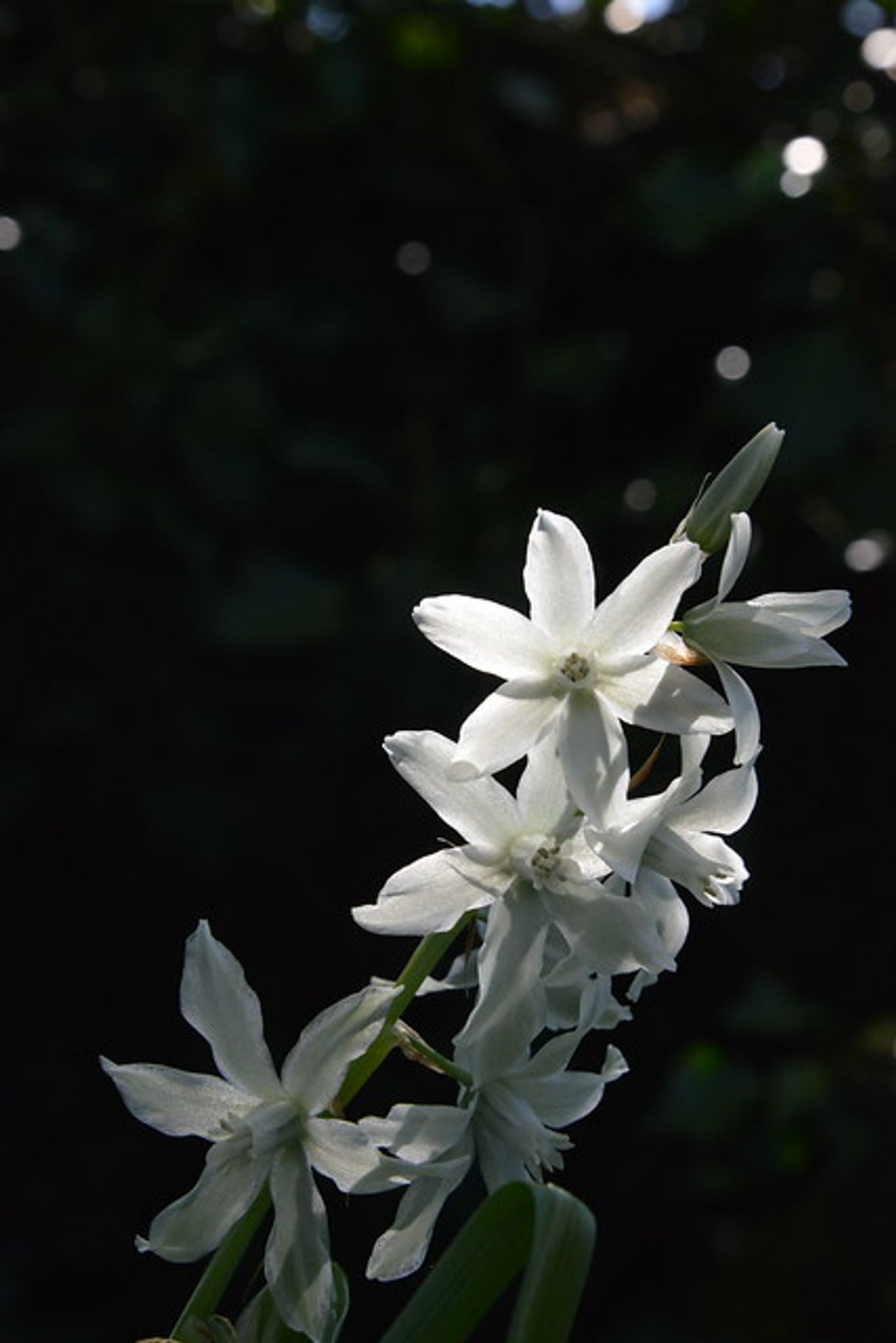 Cover photo for Michael Lynn Youger's Obituary