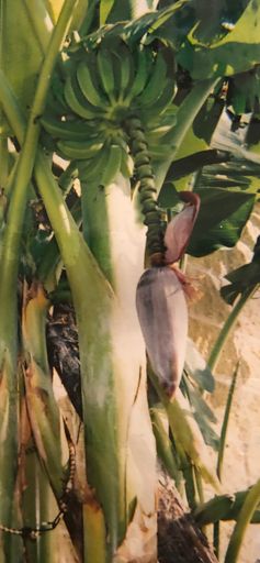 Ernestine Pearl “Tena” (Dunlap)  Koonsman photo gallery thumbnail 144 of 234