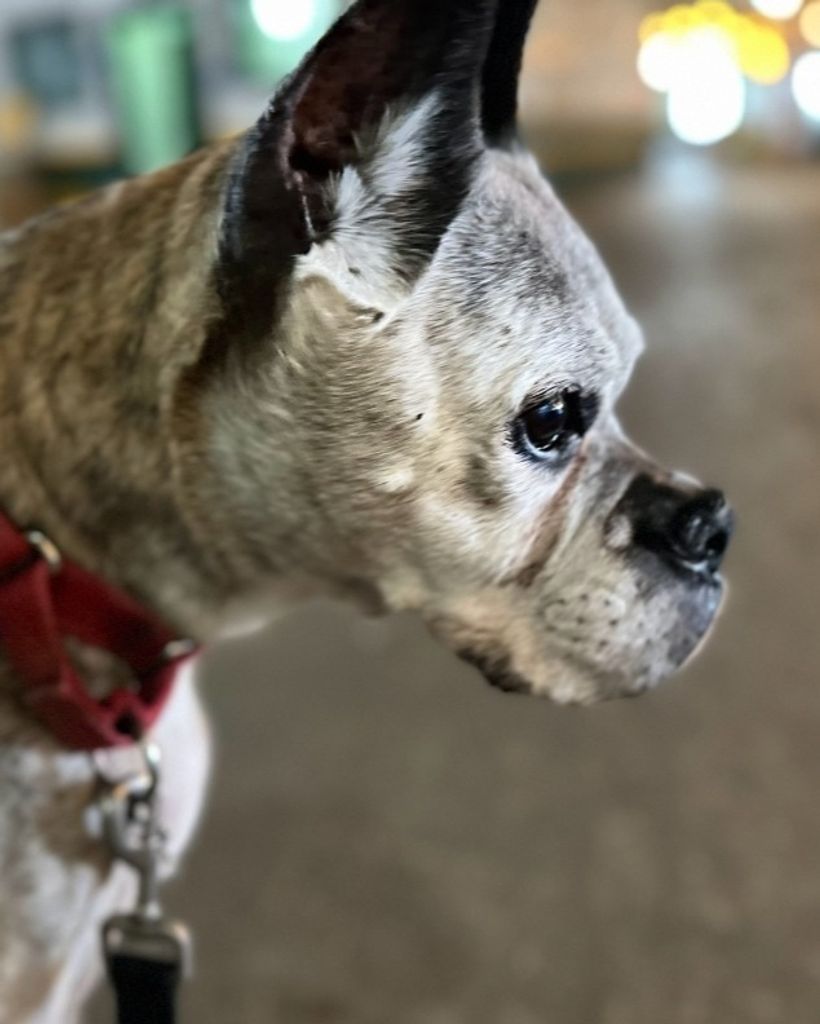 Mackenzie Boxer Profile Photo