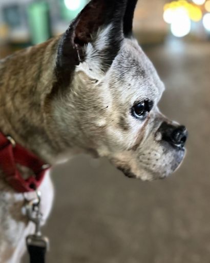 Mackenzie Boxer's obituary image