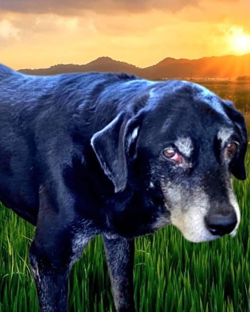 Max Tigue-Perkins Profile Photo